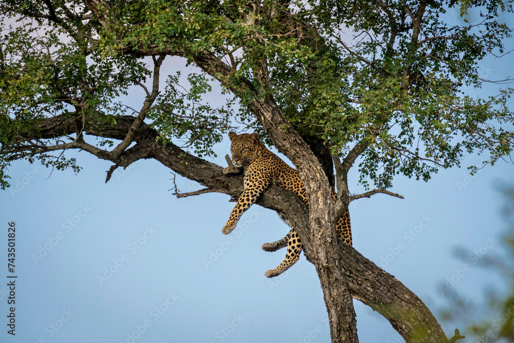 The leopard, Panthera pardus, is one of the five extant species in the genus Panthera. It has a pale yellowish to dark golden fur with dark spots grouped in rosettes. Its body is slender and muscular. The leopard, Panthera pardus, is one of the five extant species in the genus Panthera. It has a pale yellowish to dark golden fur with dark spots grouped in rosettes. Its body is slender and muscular.