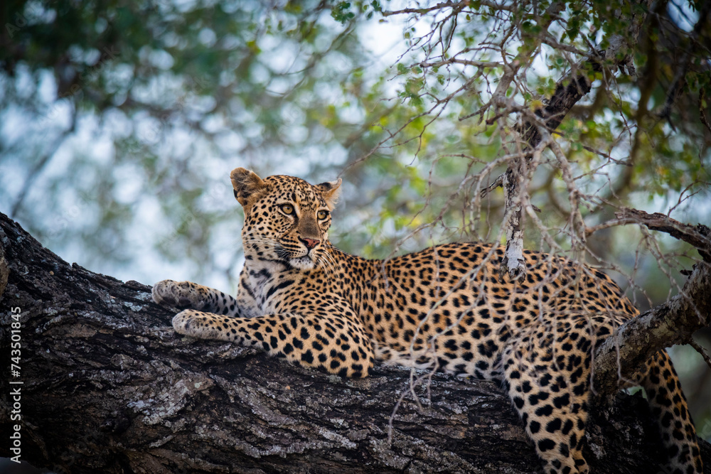 The leopard, Panthera pardus, is one of the five extant species in the genus Panthera. It has a pale yellowish to dark golden fur with dark spots grouped in rosettes. Its body is slender and muscular. The leopard, Panthera pardus, is one of the five extant species in the genus Panthera. It has a pale yellowish to dark golden fur with dark spots grouped in rosettes. Its body is slender and muscular.