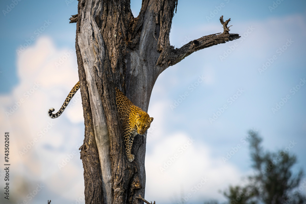 The leopard, Panthera pardus, is one of the five extant species in the genus Panthera. It has a pale yellowish to dark golden fur with dark spots grouped in rosettes. Its body is slender and muscular. The leopard, Panthera pardus, is one of the five extant species in the genus Panthera. It has a pale yellowish to dark golden fur with dark spots grouped in rosettes. Its body is slender and muscular.