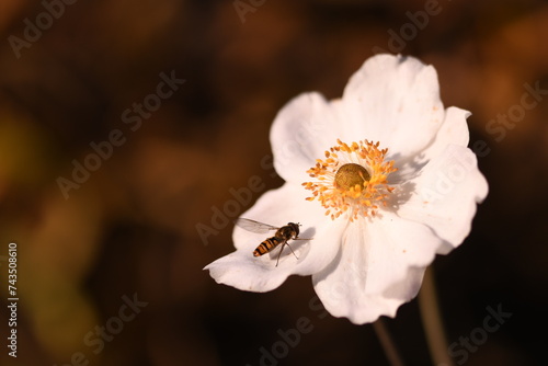 Herbstanemone mit Schwebfliege