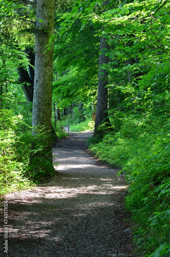 schattiger Waldweg