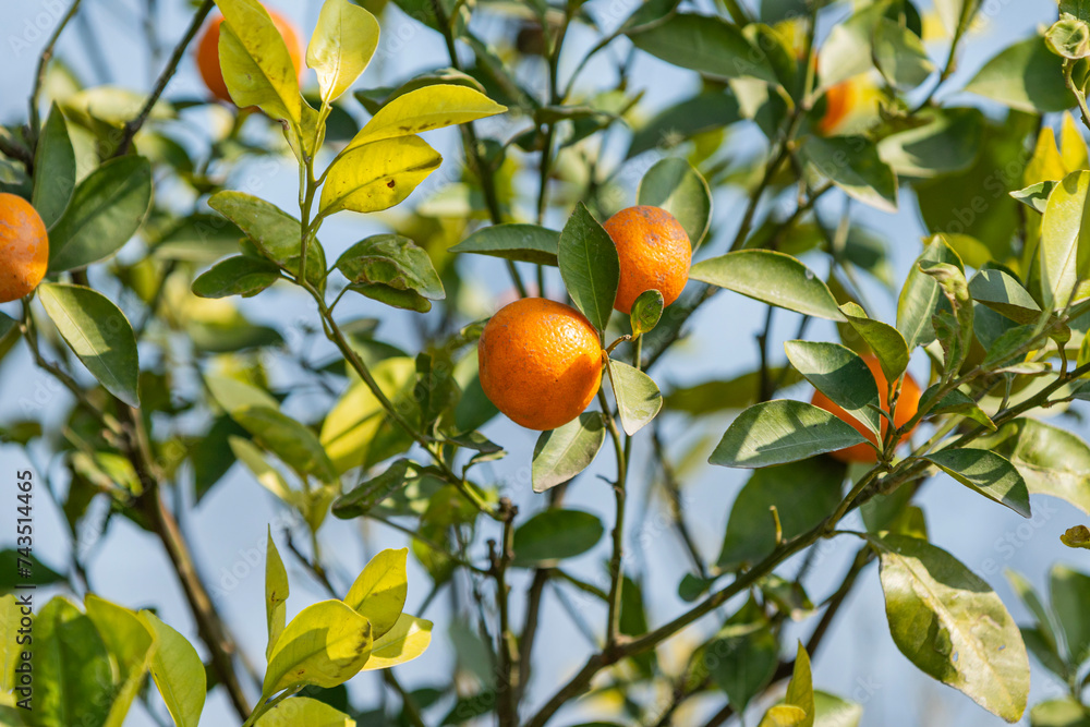 Orange fruit growing on a tree