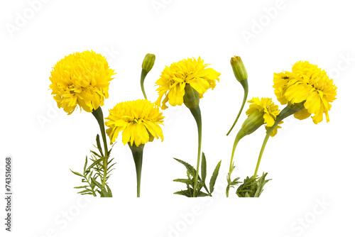 Fototapeta Naklejka Na Ścianę i Meble -  yellow flowers marigold local flora arrangement flat lay postcard style 