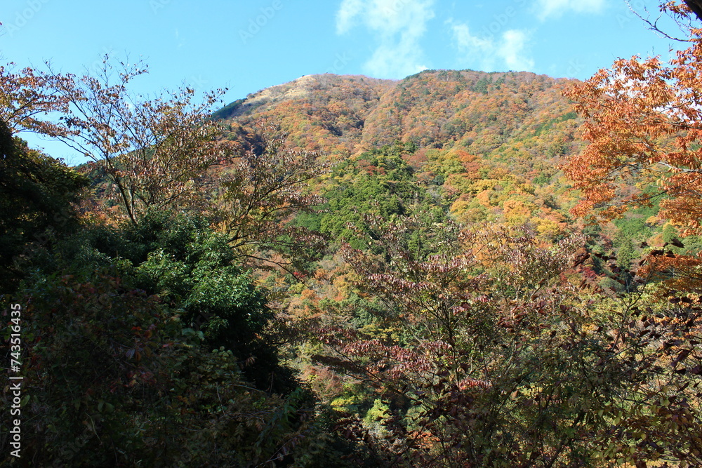南足柄市矢倉沢の里山。秋の風景。
