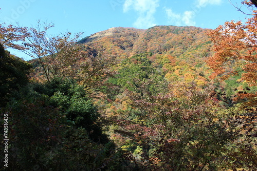 Fototapeta Naklejka Na Ścianę i Meble -  南足柄市矢倉沢の里山。秋の風景。
