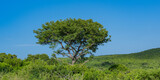Buschland im Naturreservat Hluhluwe Imfolozi Park Südafrika