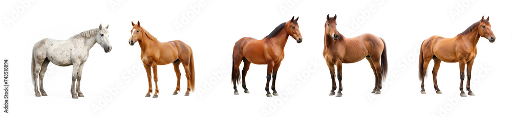 Collection of horse on transparency background PNG

