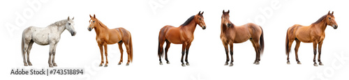 Collection of horse on transparency background PNG 