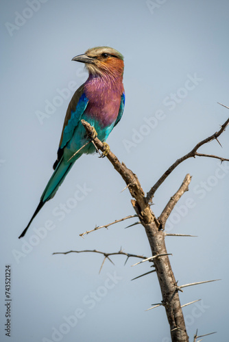 The lilac-breasted roller, Coracias caudatus, is an African bird of the roller family, Coraciidae. It is widely distributed in Southern and Eastern Africa.
