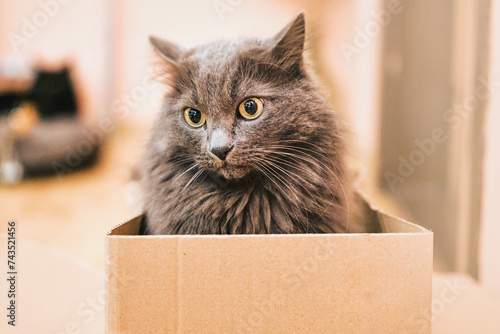 A cardboard box with a cat