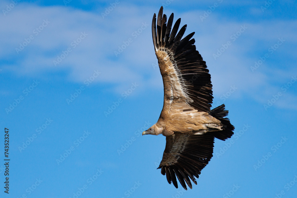 Obraz premium Buitre gyps fulvus volando durante cambio de direccion y fondo de cielo azul con nubes, Alcoi, España