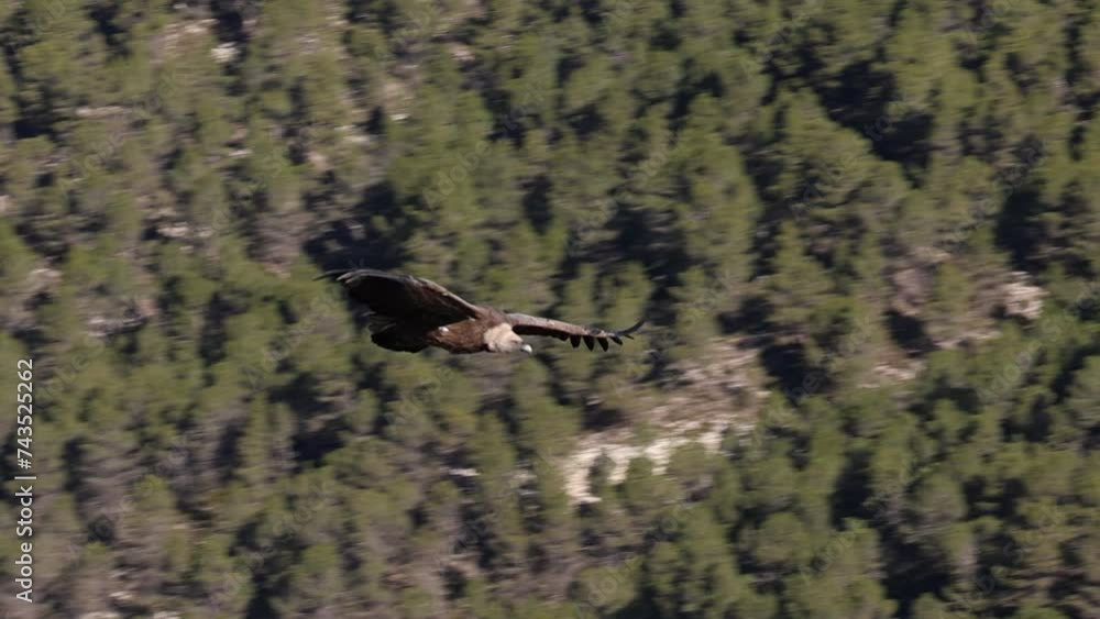 Buitre gyps fulvus volando en el Barranc del Cint en Alcoi, España Buitre gyps fulvus volando en el Barranc del Cint en Alcoi, España
