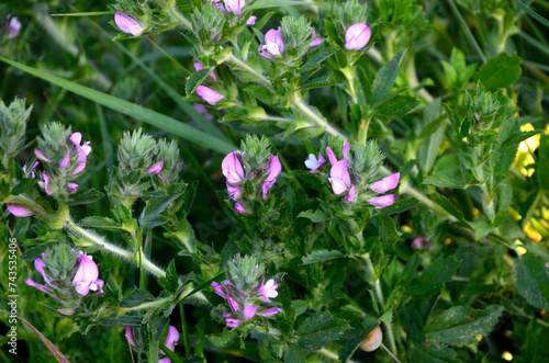 In the wild, Ononis arvensis blooms in the meadow