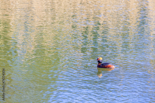 Horned grebe in a lake a sunny spring day