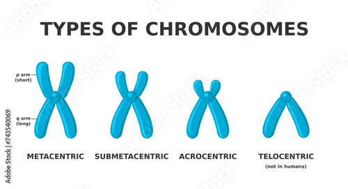 Types of chromosomes. Metacentric, submetacentric, telocentric, acrocentric. Chromosome classification based on centromere location. Different shape of chromosomes. Science. Vector illustration. 