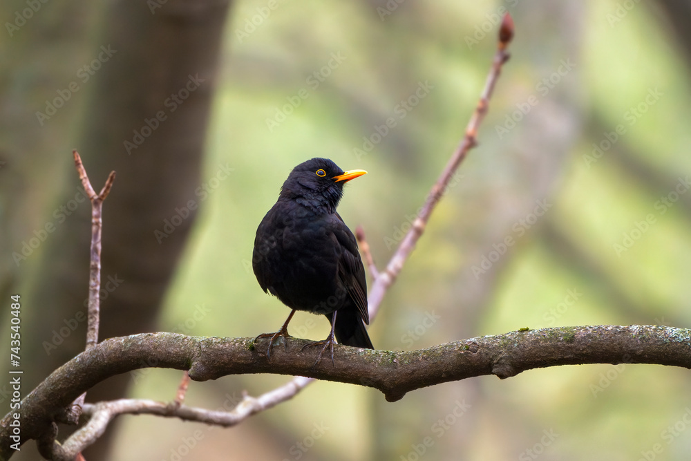 Portrait of a male common blackbird on a tree branch in winter time. Turdus merula or Eurasian blackbird. Portrait of a male common blackbird on a tree branch in winter time. Turdus merula or Eurasian blackbird.
