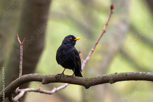 Portrait of a male common blackbird on a tree branch in winter time. Turdus merula or Eurasian blackbird.