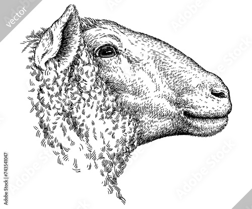 Vintage engraving isolated lamb set illustration ram ink sketch. Farm animal sheep background mutton silhouette art. Black and white hand drawn vector image