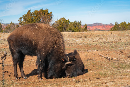 Two Buffalos at Caprock Canyons State Park, in the eastern edge of the Llano Estacado in Briscoe County, Texas photo