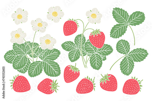 Strawberry plant illustrations with berries and flowers