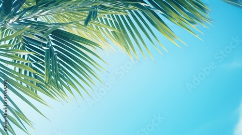 Leaves of palm tree isolated on blue sky background