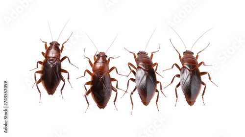 Group of cockroaches isolated on transparent and white background.PNG image © CStock