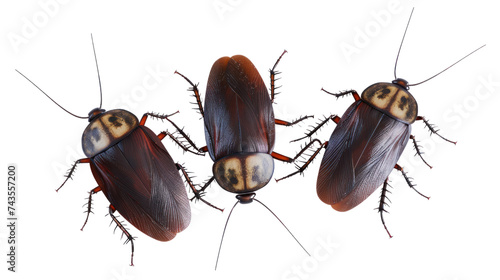Group of cockroaches isolated on transparent and white background.PNG image photo