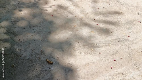 Cement cast floor, background, and ants roaming around photo