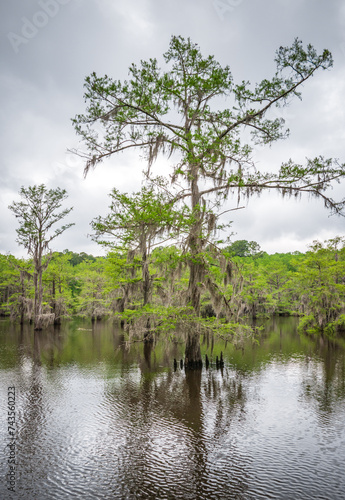 Caddo Lake State Park, in the piney woods ecoregion of East Texas, USA photo