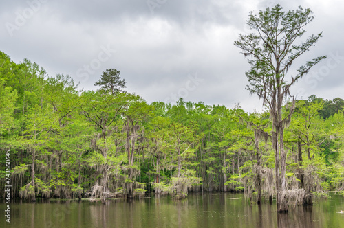 Caddo Lake State Park, in the piney woods ecoregion of East Texas, USA photo