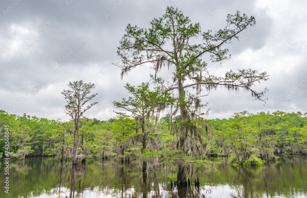 Caddo Lake State Park, in the piney woods ecoregion of East Texas, USA Caddo Lake State Park, in the piney woods ecoregion of East Texas, USA