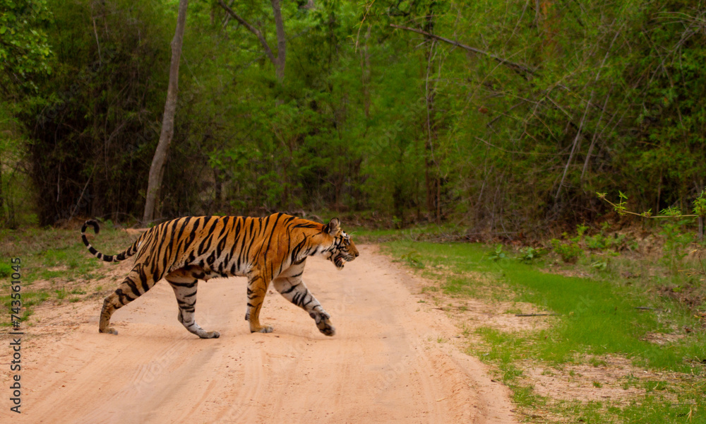 tiger in the wild tiger in the wild