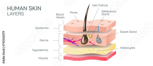 Human skin layers vector illustration. epidermis, dermis, the hypodermis are the main three anatomy of human skin. The layers protects from pathogens, UV light, chemicals and injuries. photo