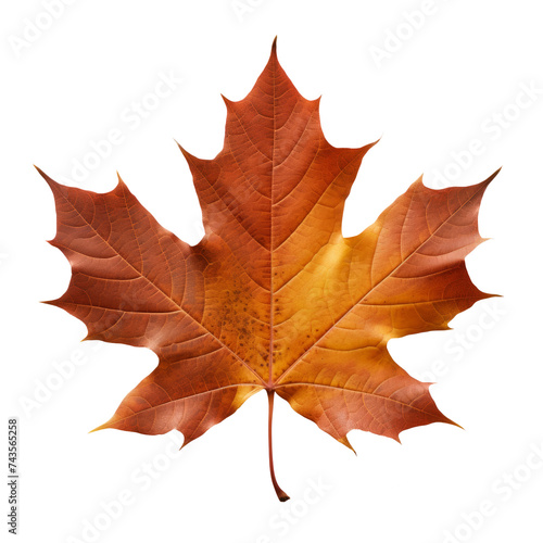 maple leaf isolated on transparent background