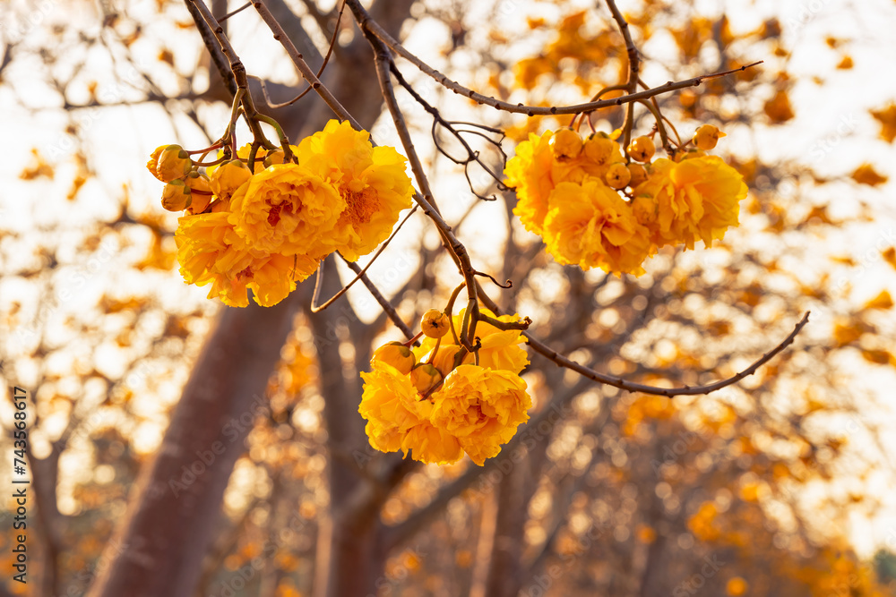 Yellow Silk Cotton flower, Scientific name is Cochlospermum religiosum Alston. silkcotton tree