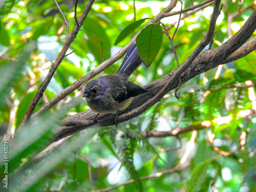 New Zealand Fantail Looking from Branch