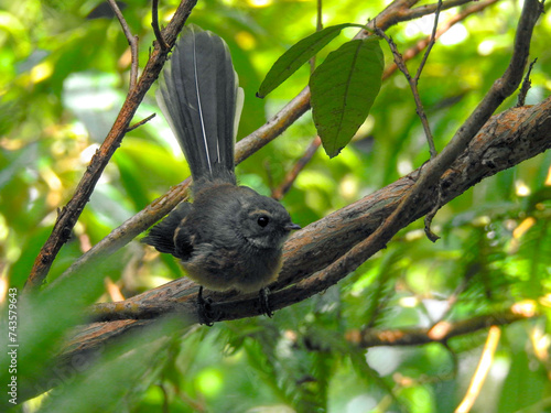 Curious New Zealand Fantail Looking