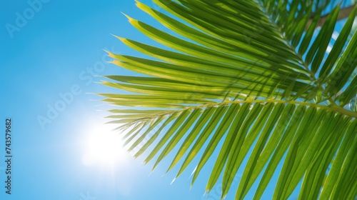 The green palm leave in the sunny blue sky.
