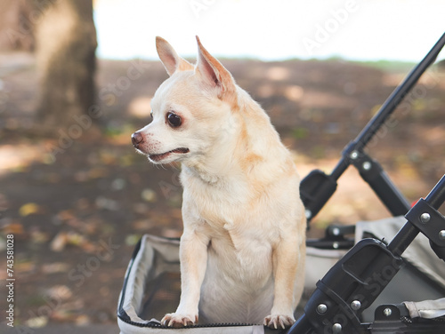 Happy brown short hair Chihuahua dog  standing in pet stroller in the park. looking curiously.