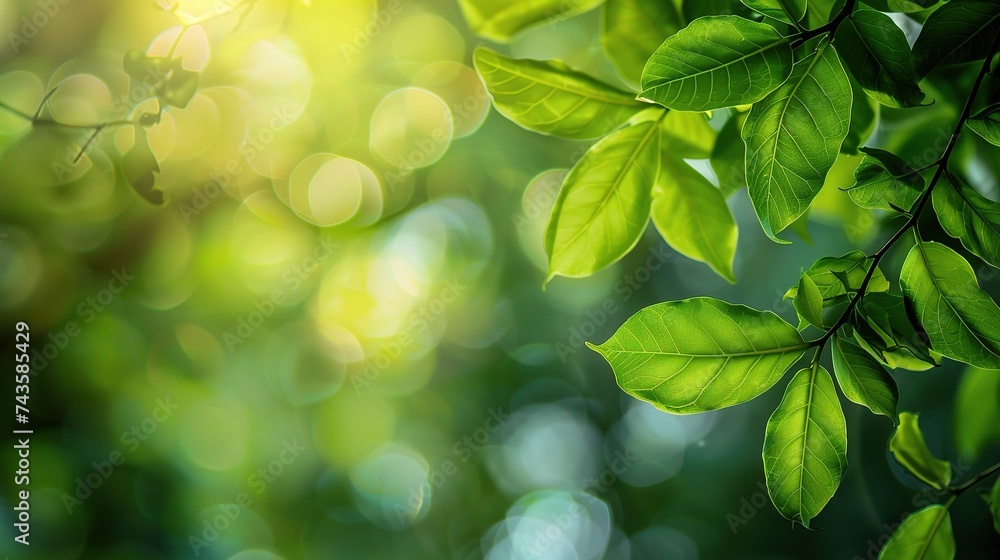 natural green background natural green background