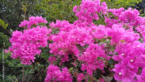 Fototapeta Naklejka Na Ścianę i Meble -  Close up pink bougainvillea flowers, Bougainvillea glabra flower. Closeup view of beautiful colorful blooming with cute flowers bush growing outdoors.