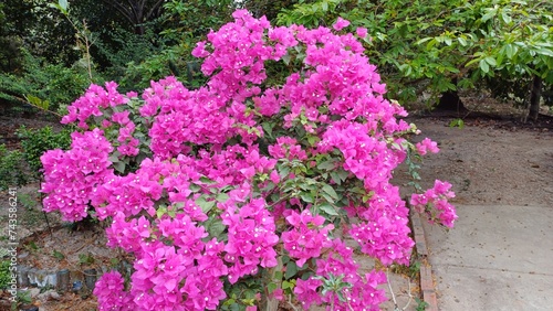 Close up of pink bougainvillea flowers. Beautiful colorful blooming flowers with cute bush growing in the garden.