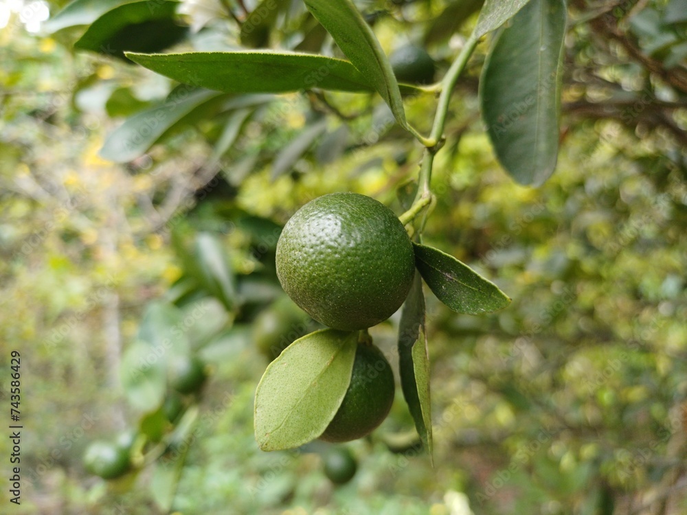 Close-up of calamansi or lemonsito or calamondin on the tree in Mekong Delta Vietnam. Small lemons popular in Popular in South East Asia. Close-up of calamansi or lemonsito or calamondin on the tree in Mekong Delta Vietnam. Small lemons popular in Popular in South East Asia.