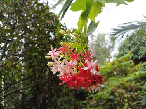 Beautiful combretum indicum flower blooming in garden in Mekong Delat Vietnam. photo