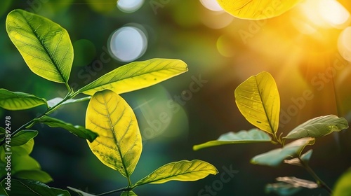 Nature of green leaf in garden at summer. Natural green leaves plants 