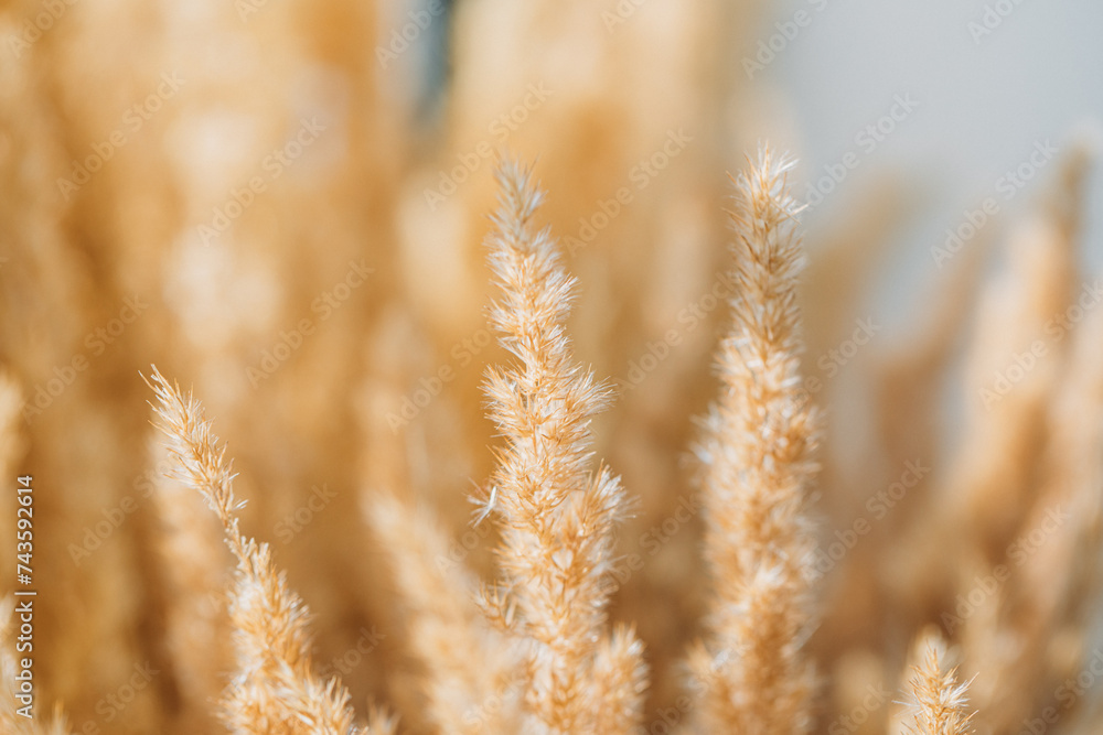 Fototapeta premium Field nature background. Field. Background.