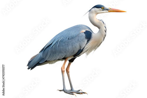 heron isolated on a transparent background