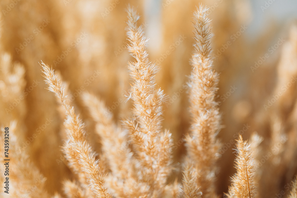 Fototapeta premium Field nature background. Field. Background. 