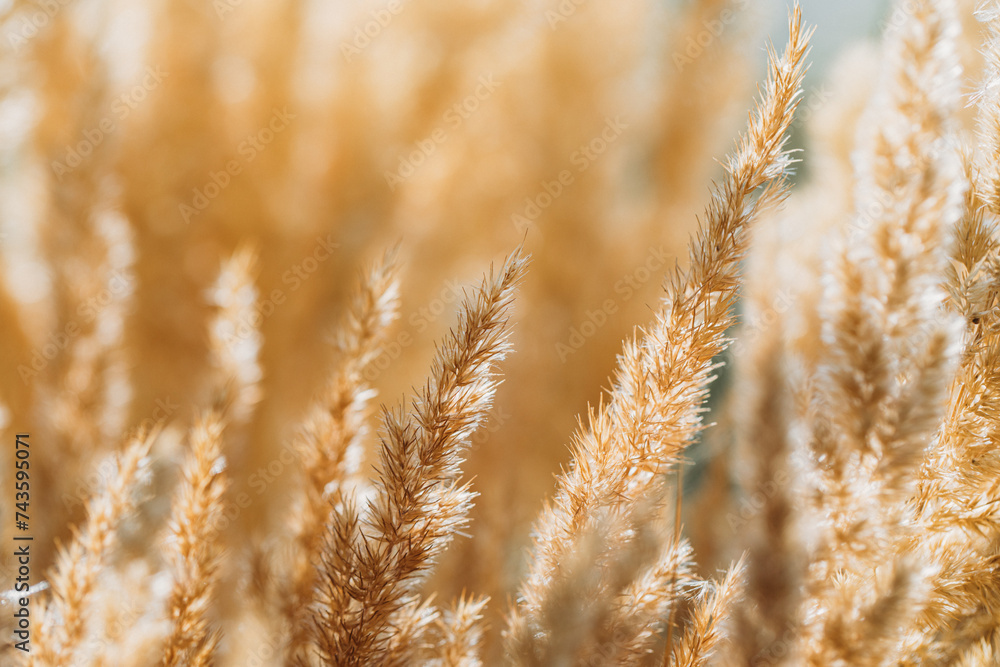 Fototapeta premium golden wheat field
