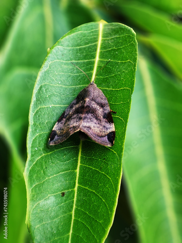 Underwing Copper Moth, Amphipyra Pyramidea. Sitting on green leaves. photo